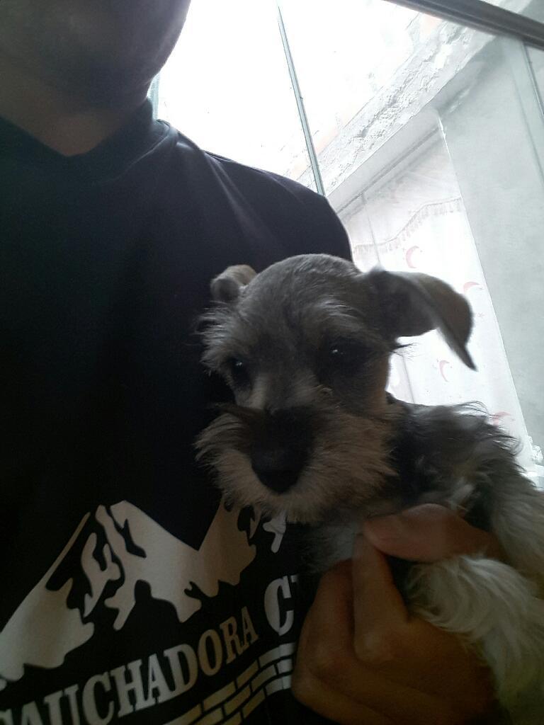 Se Vende Schnauzer