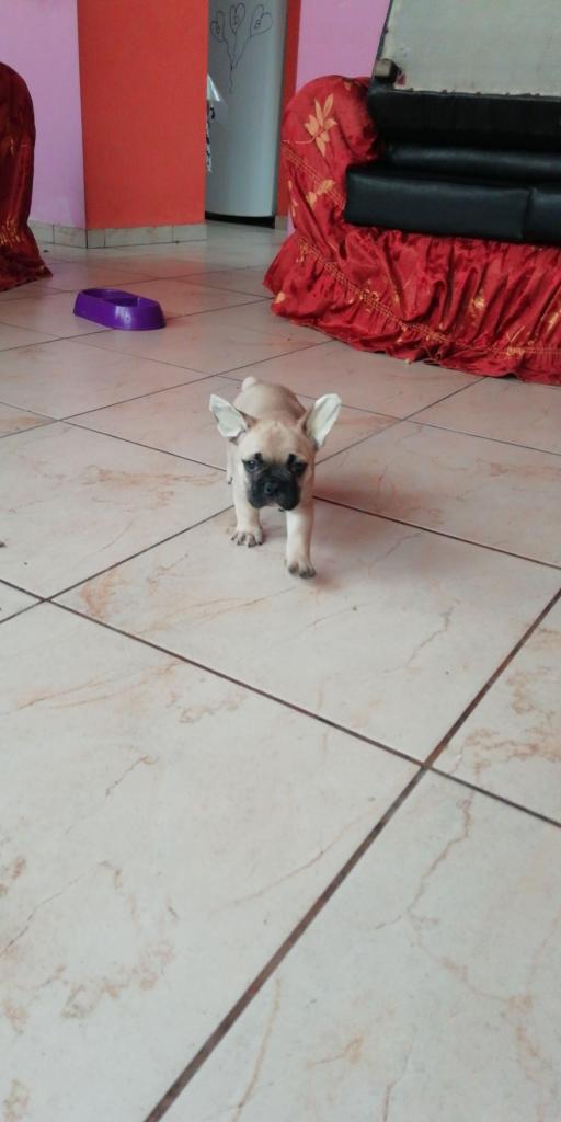 Se vende cachorros bulldog frances