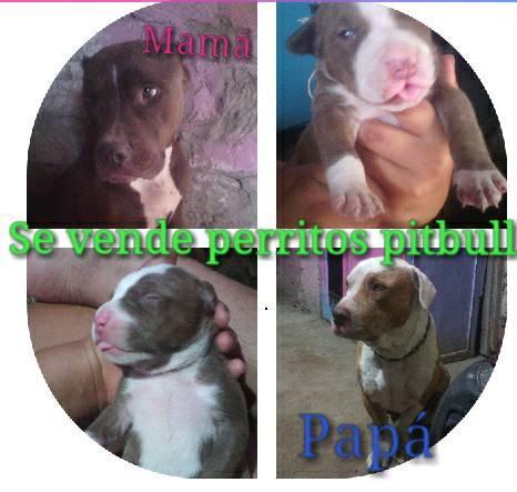 Se venden perros pitbull