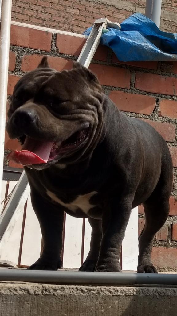 Servicio de Monta American Bully Pocked