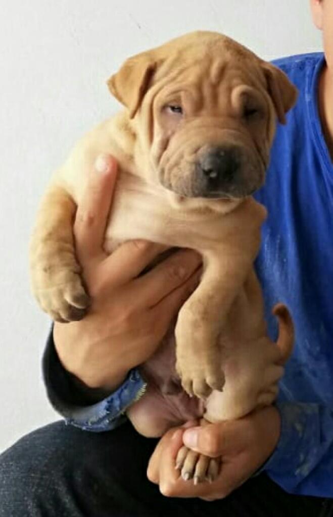 Sharpei