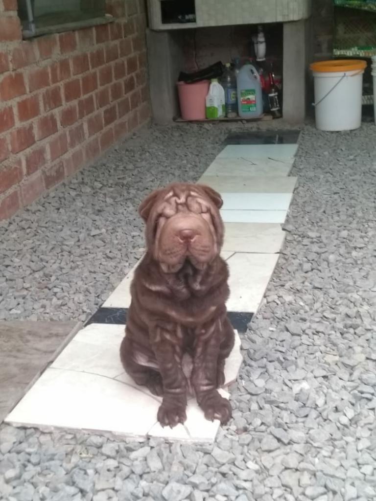 Sharpei 4 Meses