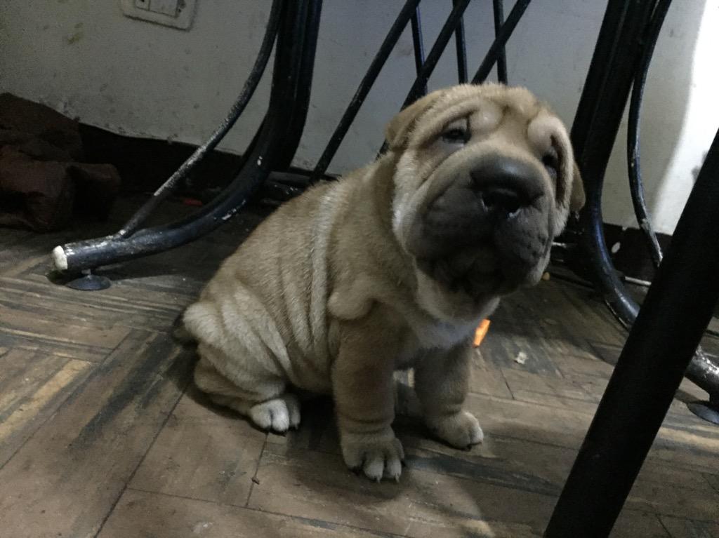 Sharpei Hembra