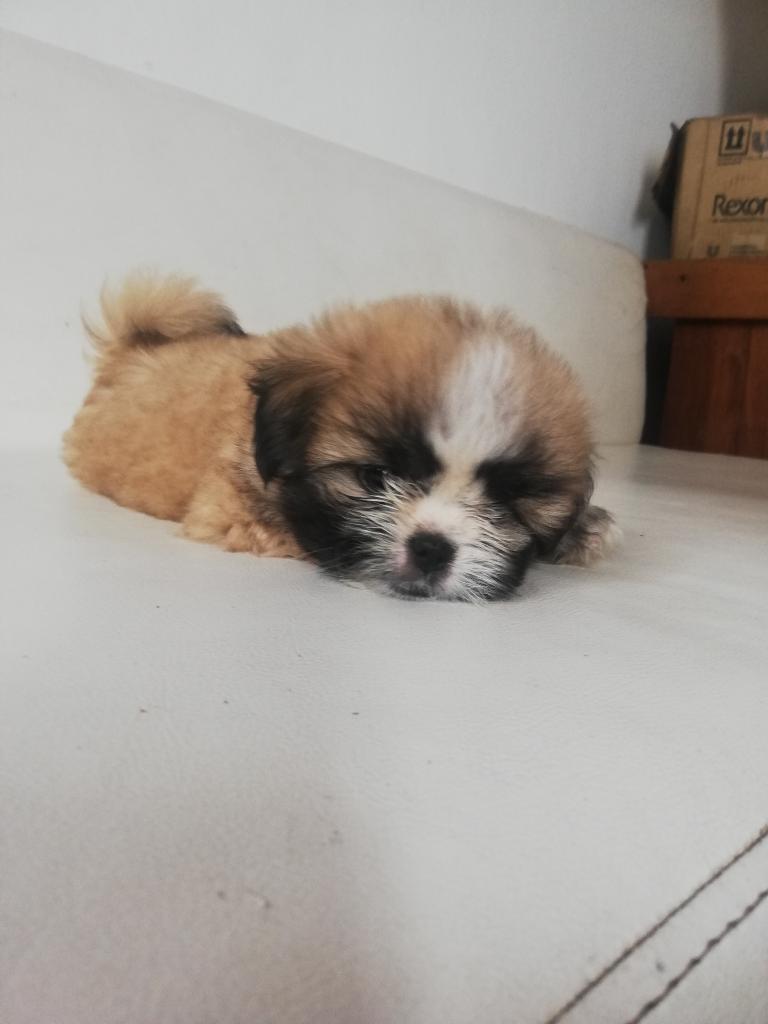 Shihtzu Chitzu Shitzu Hembra