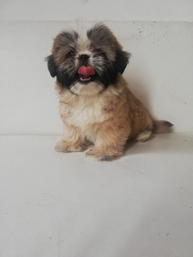 Shihtzu Shitzu Chitzu Hembra