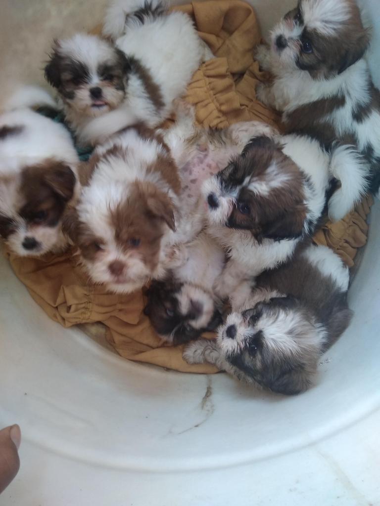 VENTA DE CACHORROS