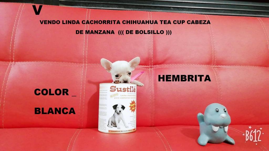 Vendo Expectaculares Cachorritos Chihuahuas Tea Cup Cabeza