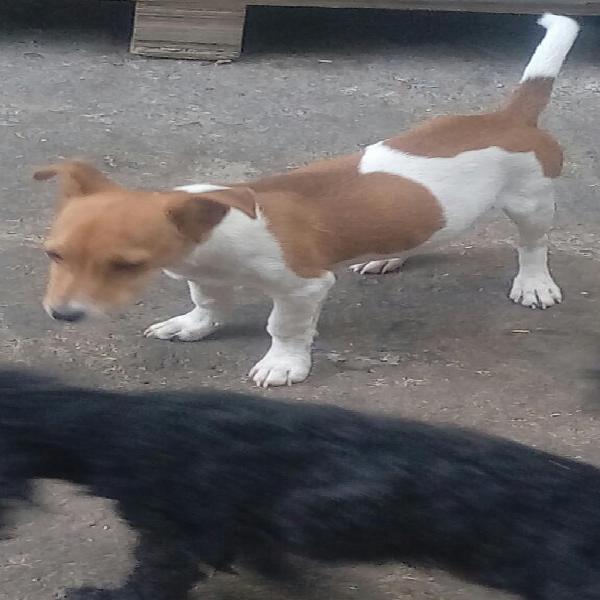 Vendo Jack Russell con Pedigree