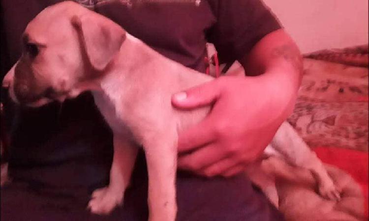 Vendo cachorrito cruce de pitbull y dogo canario