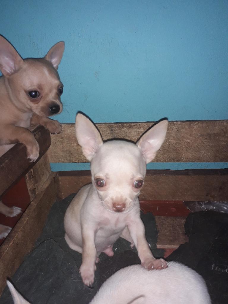 Venta de Chihuahuas
