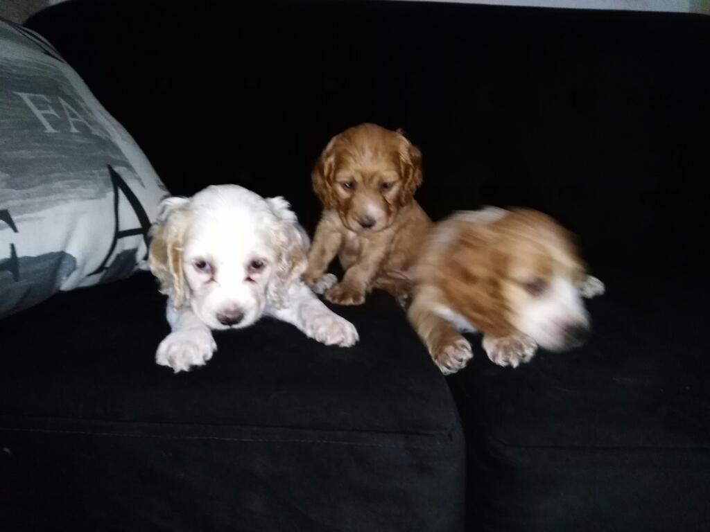 Venta de Perritos Cocker