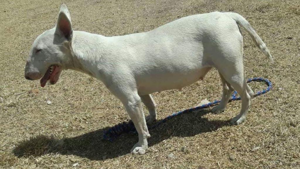 bull terrier hembra ao y 6 meses