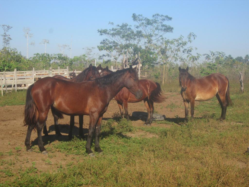 caballos en venta