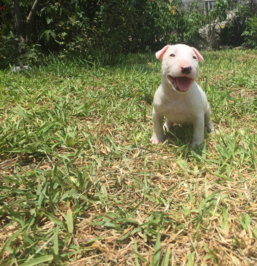 cachorros bull terrier