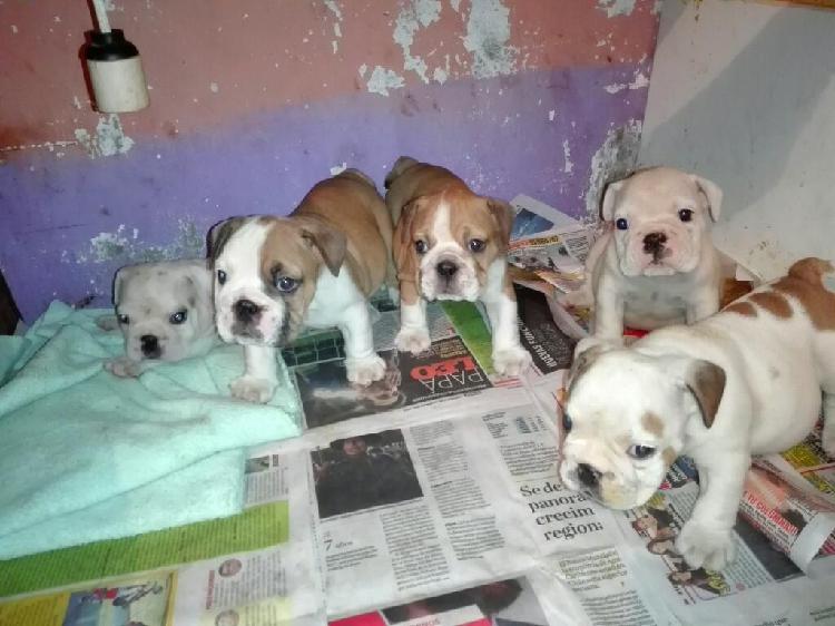 Hermosos Bulldog Ingles