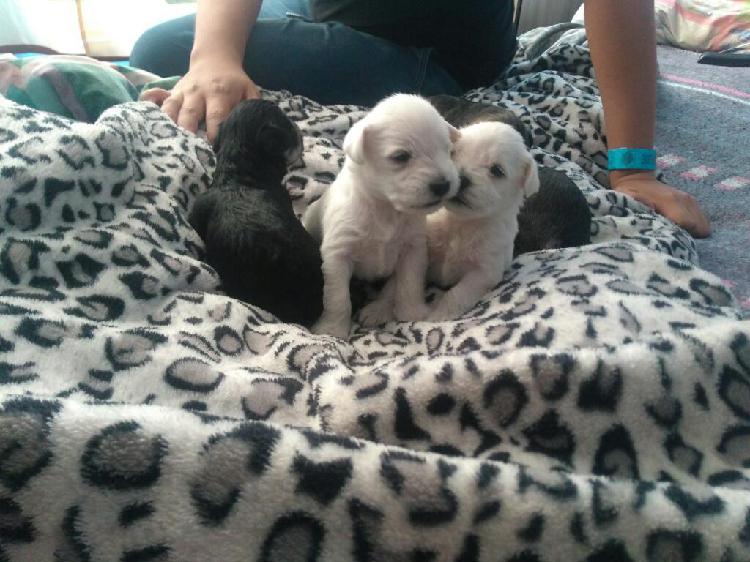 Schnauzer Cachorros /blanco/negro/cafe