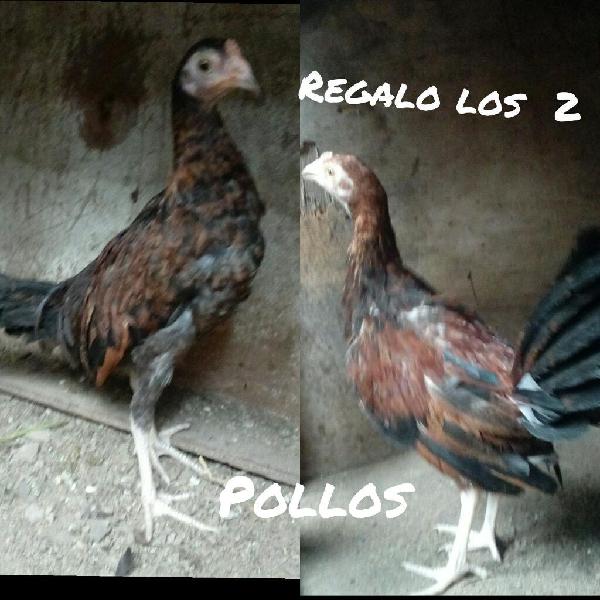 Gallina a La Venta