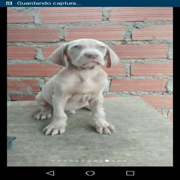 Braco Weimaraner