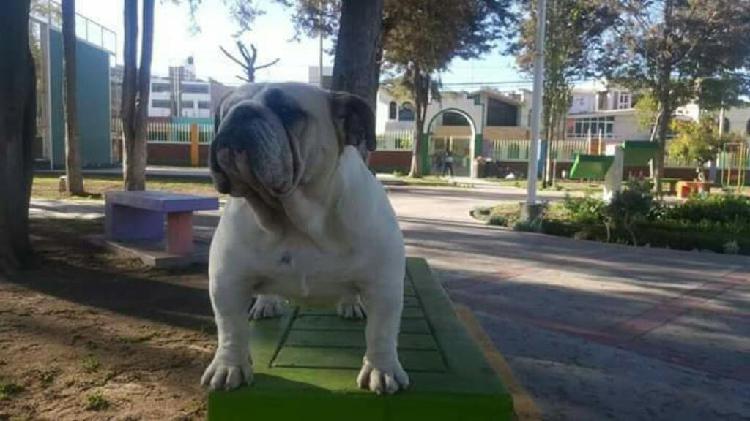 Hermosas Bulldog Ingles con Y sin Pedi