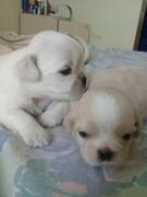 shitzu miniaturas blanco Champang Caramelos y Blanco con
