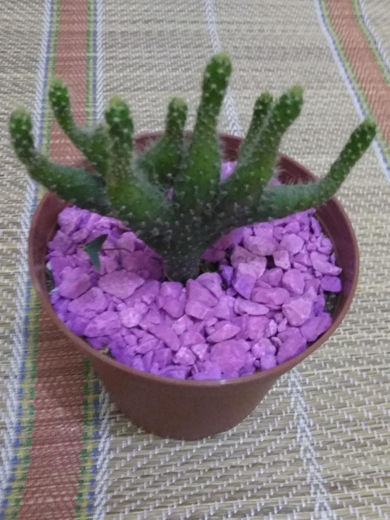 Cactus Manitas