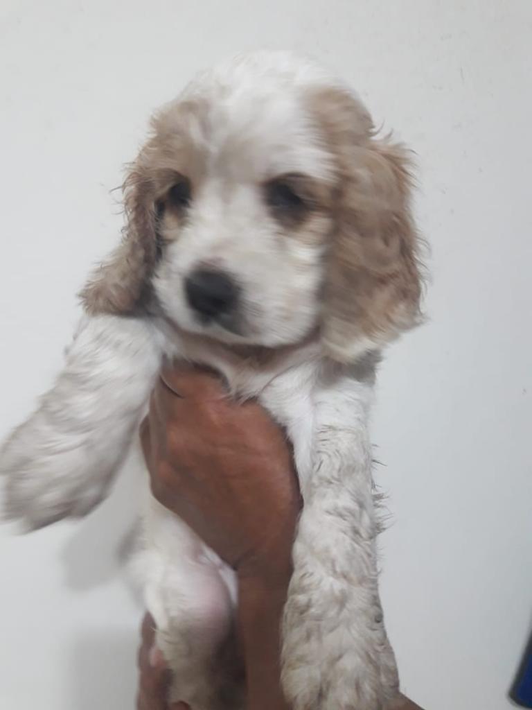 Cachorritos Cocker