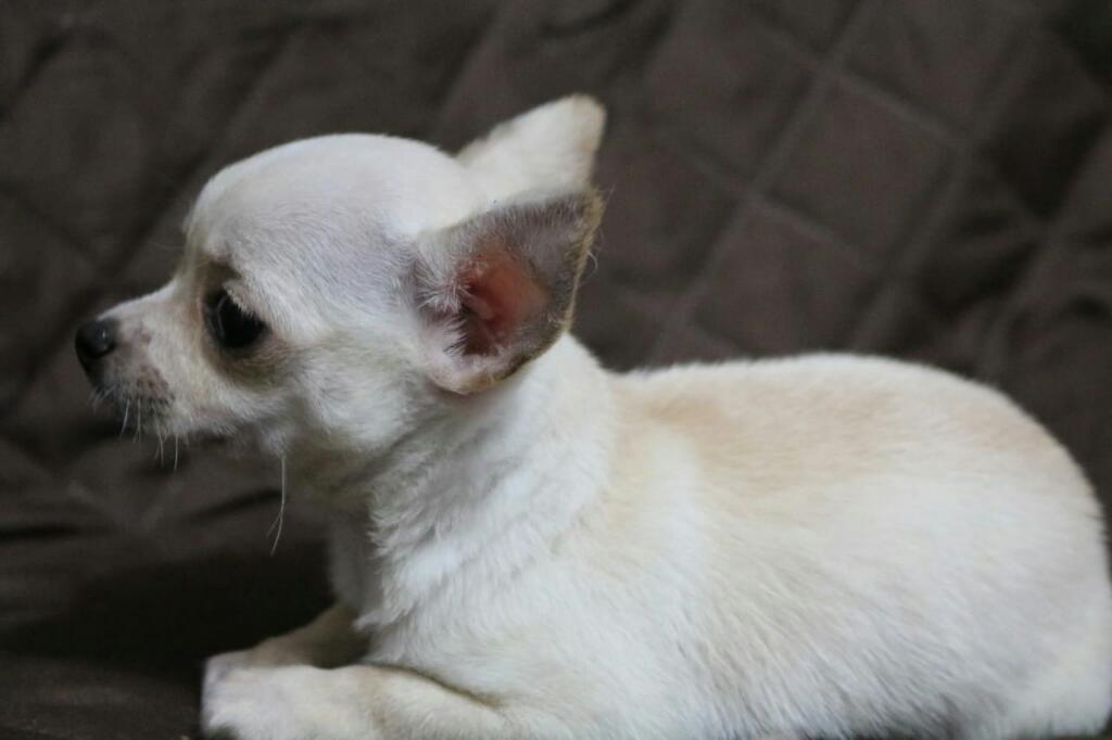 Cachorro Chihuahua Regala San Valentin