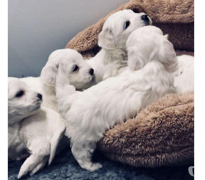 BICHON MALTES LINDOS BLANCOS MACHO HENBRA