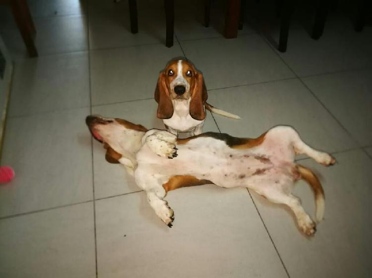 Basset Hound