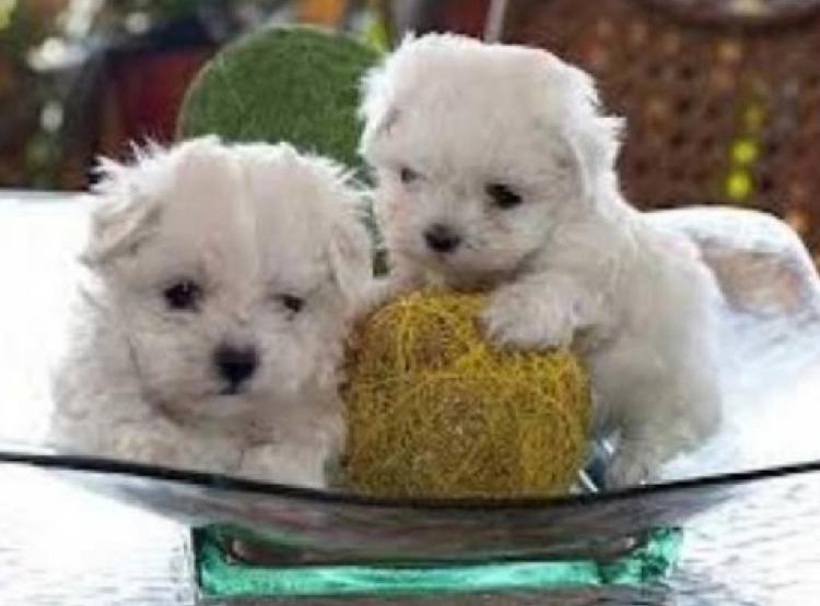 Bichon Maltés