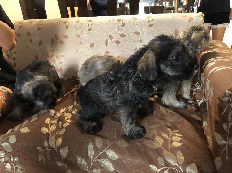 Schnauzer Cachorros Pequeños