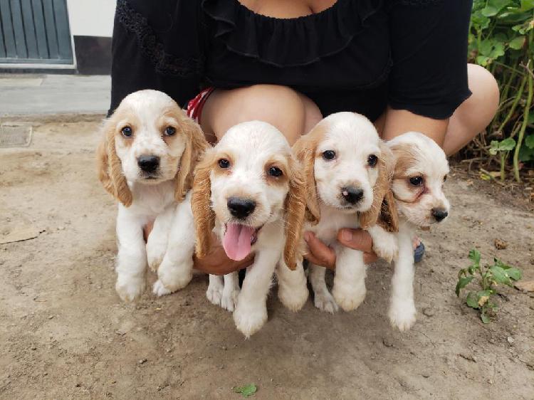 Venta de Cachorros Raza Cocker