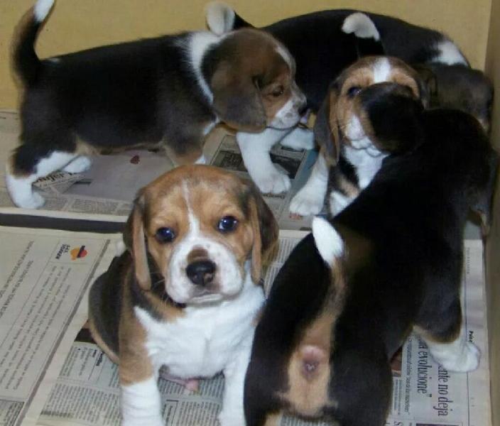Beagle Adorables Bbs Tricolor