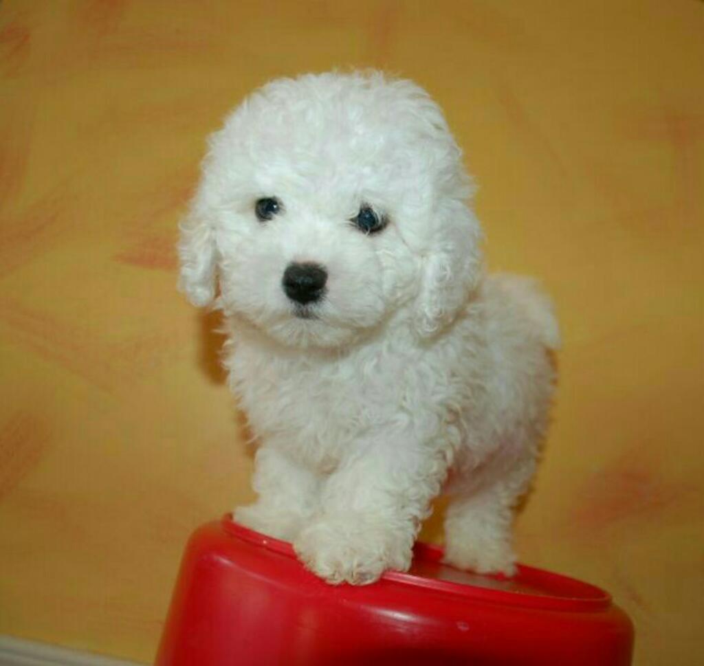 Bichon Frise