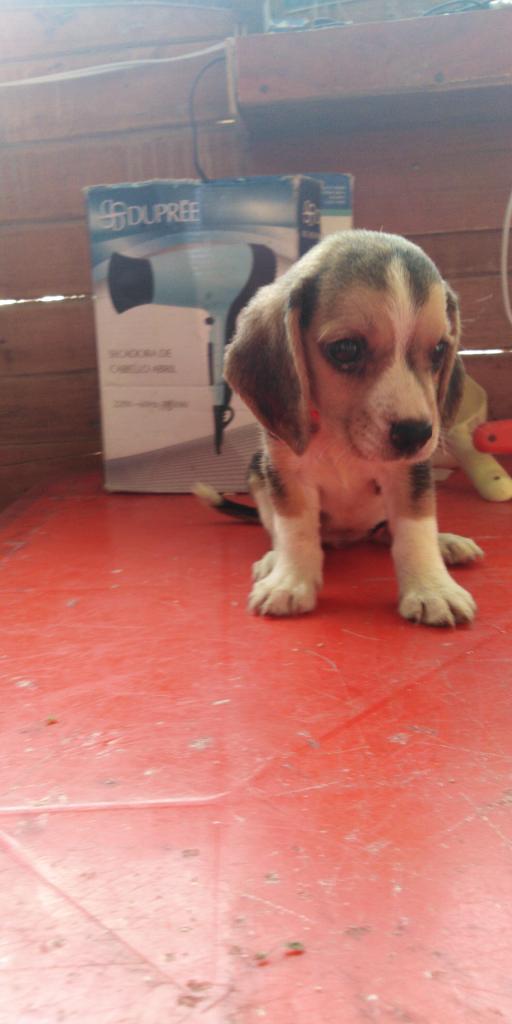 Cachorra Beagle Tricolor