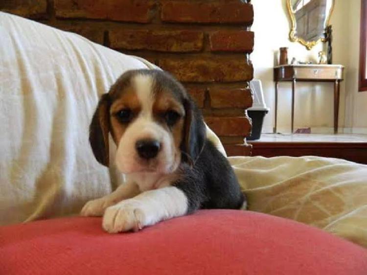 Cachorro Beagle