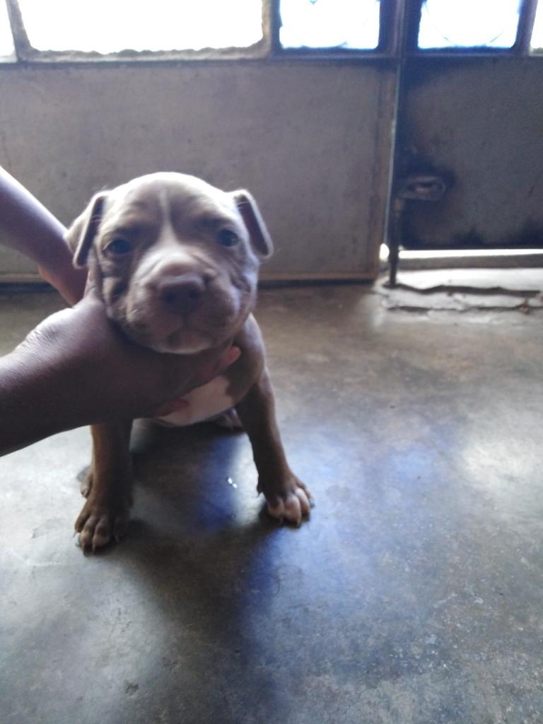 Cachorro Pitbull