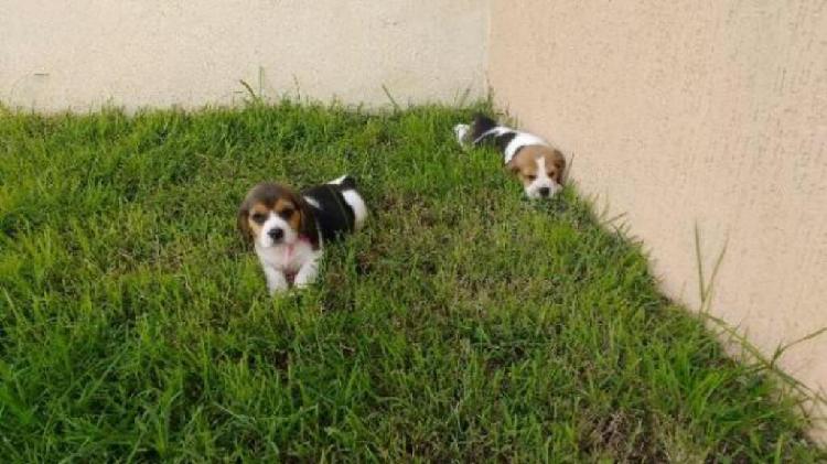 Cachorros Beagle Tricolores