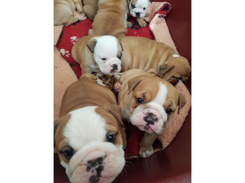 Cachorros Bulldog ingles