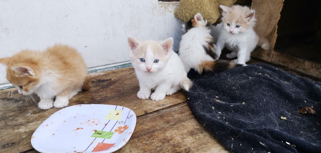 Gatitos en Adopción