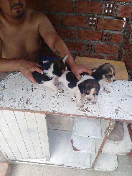 Hermosos Beagle de Un Mes de Nacido