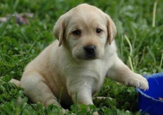 Hermosos Labradores
