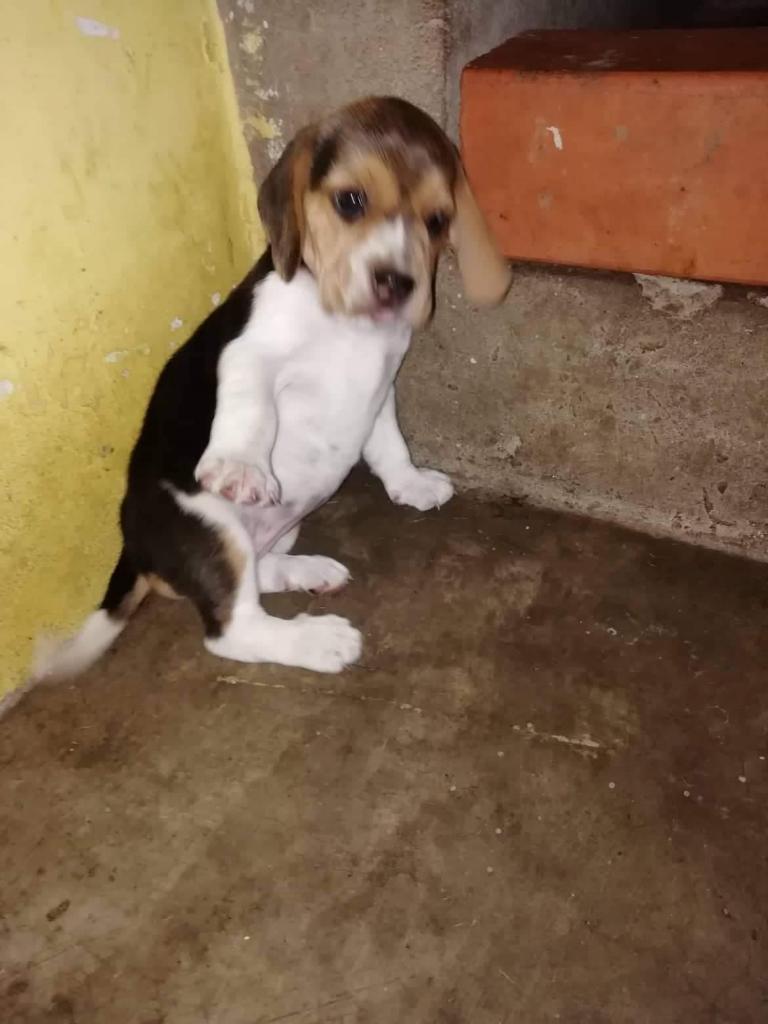 Hermosos cachorros beagle Solo wsp 