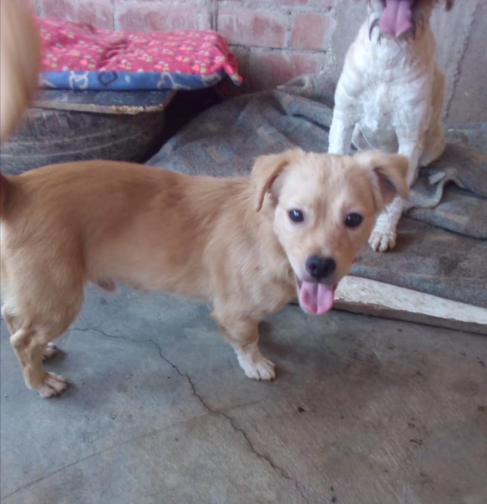 Perrito Cruce de Cocker Busca Hogar