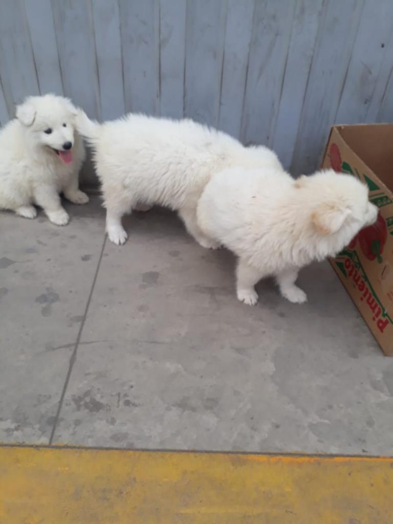 Samoyedos