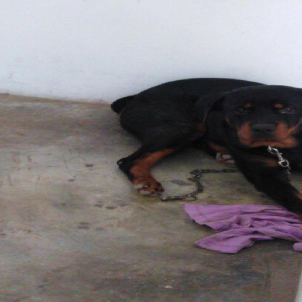 Se vende Rottweiler Cachorro de 11 meses Macho