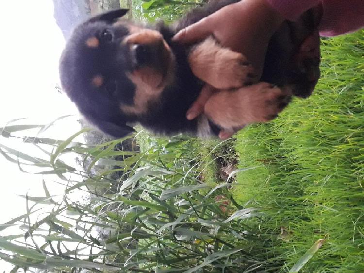 Se venden cachorros rottweiler