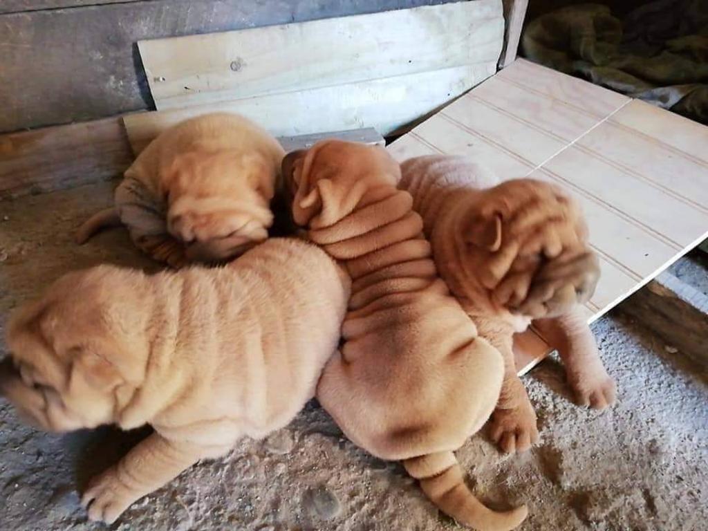 Sharpei