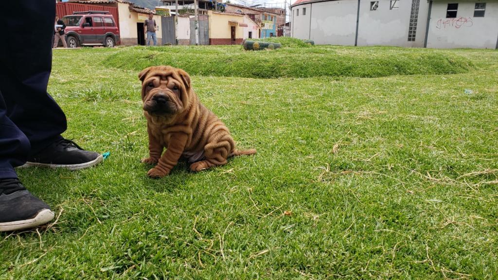 Sharpei