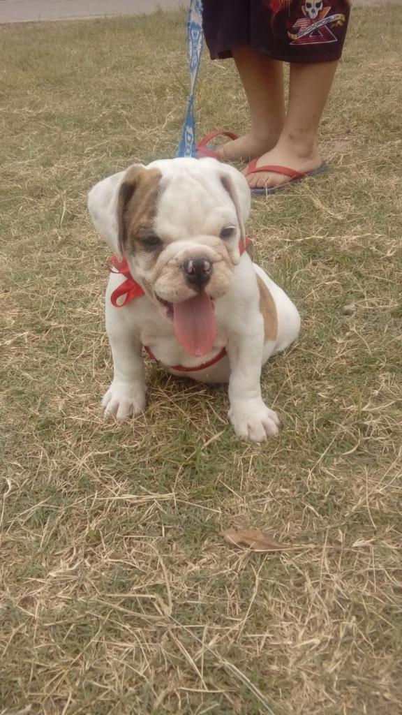 Vendo Bulldog Machos